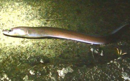 本日は多種の魚が釣れました！太刀魚、タコ、アオリイカ、オオモンハタなど